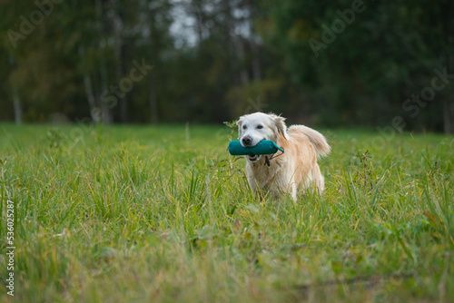 Beautiful golden retriever dog carrying a training dummy in its mouth 