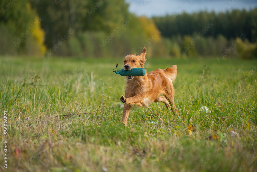 Beautiful golden retriever dog carrying a training dummy in its mouth Beautiful golden retriever dog carrying a training dummy in its mouth