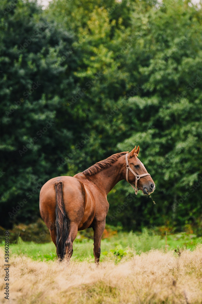 Chestnut Dutch Harness Horse in the field with green background eating grass and herbs
