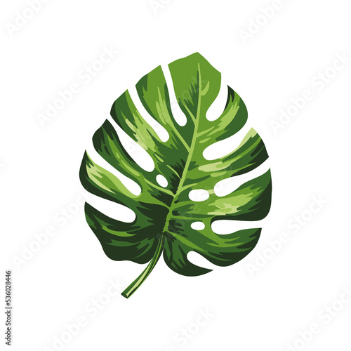 Tropical plum leaves illustration isolated on png Transparent background