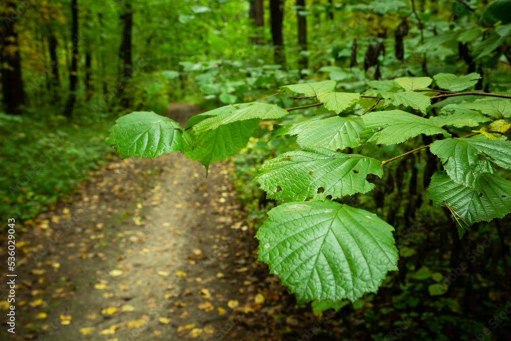 Fototapeta premium Green alder leaves by the forest road