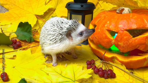 Halloween jack pumpkin and little hedgehog on autumn leaves