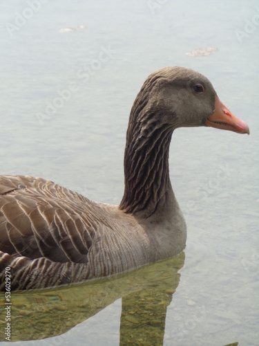 goose on the water