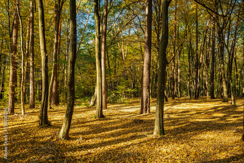 Beautiful autumn forest in the sun