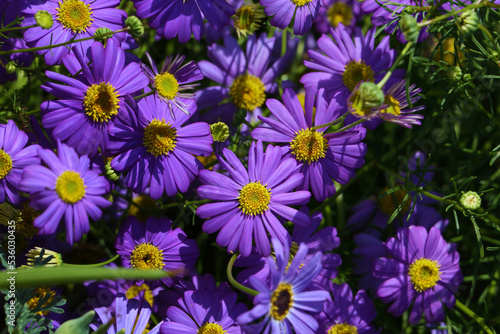 Abundance of purple brachycoma flowers in the summer flower bed in the garden