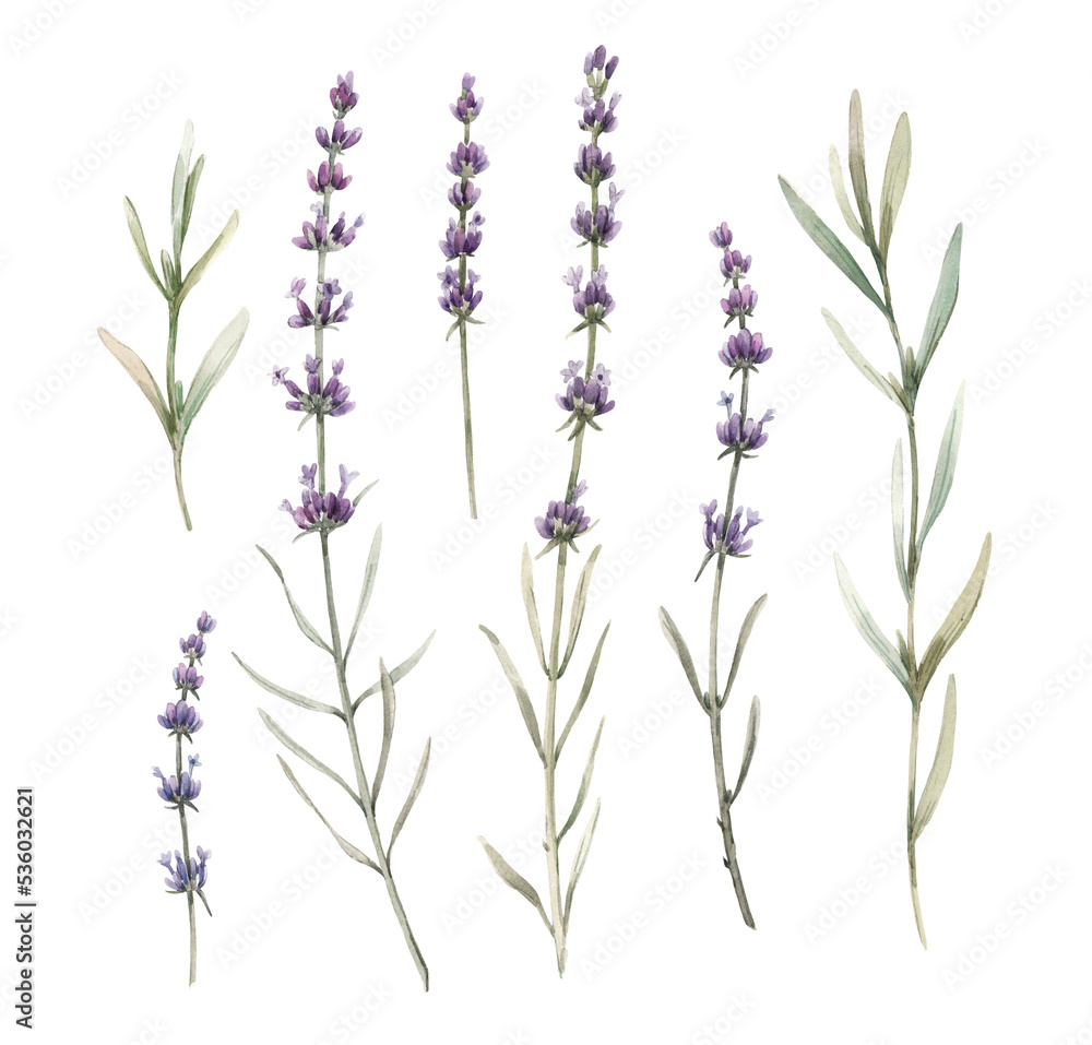 Beautiful png floral illustration with hand drawn watercolor lavender ...