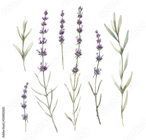 Beautiful png floral illustration with hand drawn watercolor lavender flower. Stock clip art.