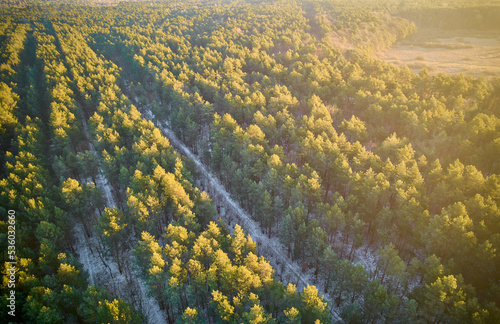 Aerial view of forest of rows of trees. Sunrise lighting tops of forest trees. Golden hour over the winter forest. Sunrise over the winter forest.