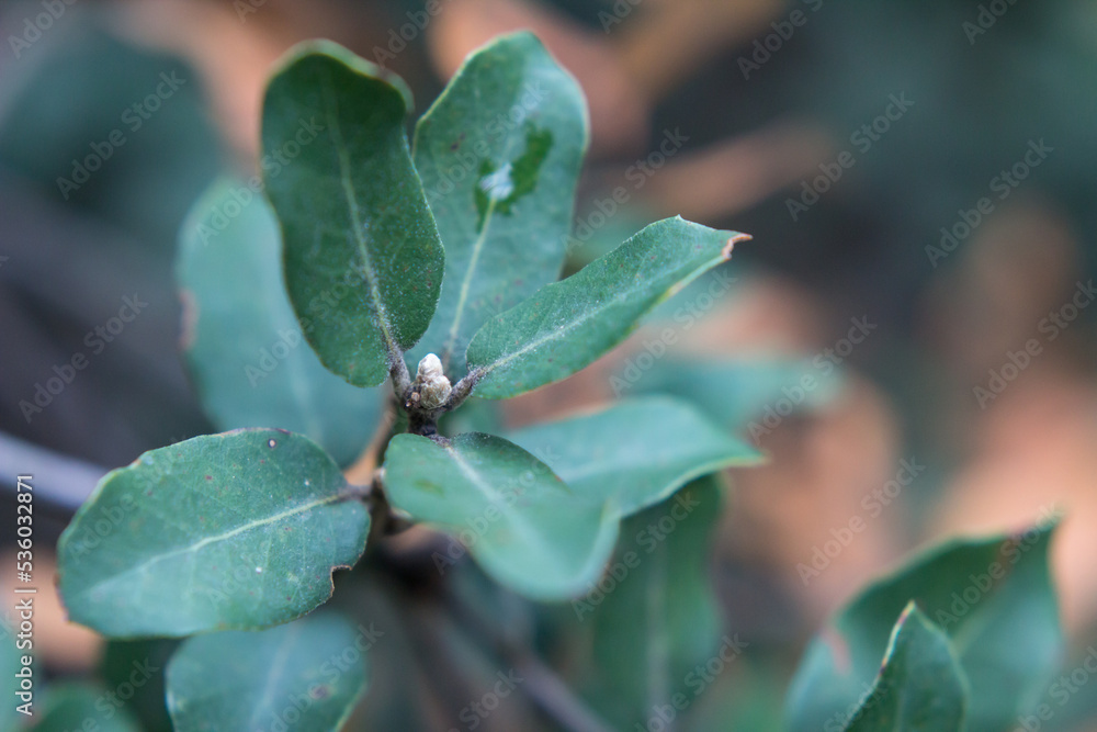 Hojas de encina que se resisten al otoño Hojas de encina que se resisten al otoño