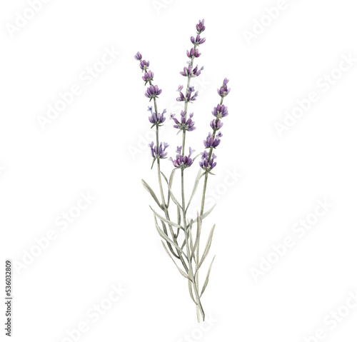 Canvas Print Beautiful png floral illustration with hand drawn watercolor lavender flower