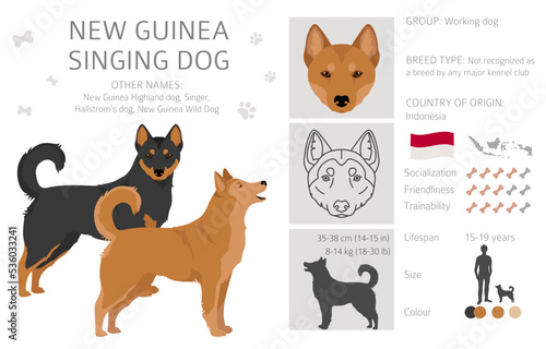 New Guinea singing dog clipart. All coat colors set.; All dog breeds characteristics infographic