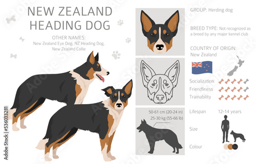 New Zealand Heading dog clipart. All coat colors set.; All dog breeds characteristics infographic