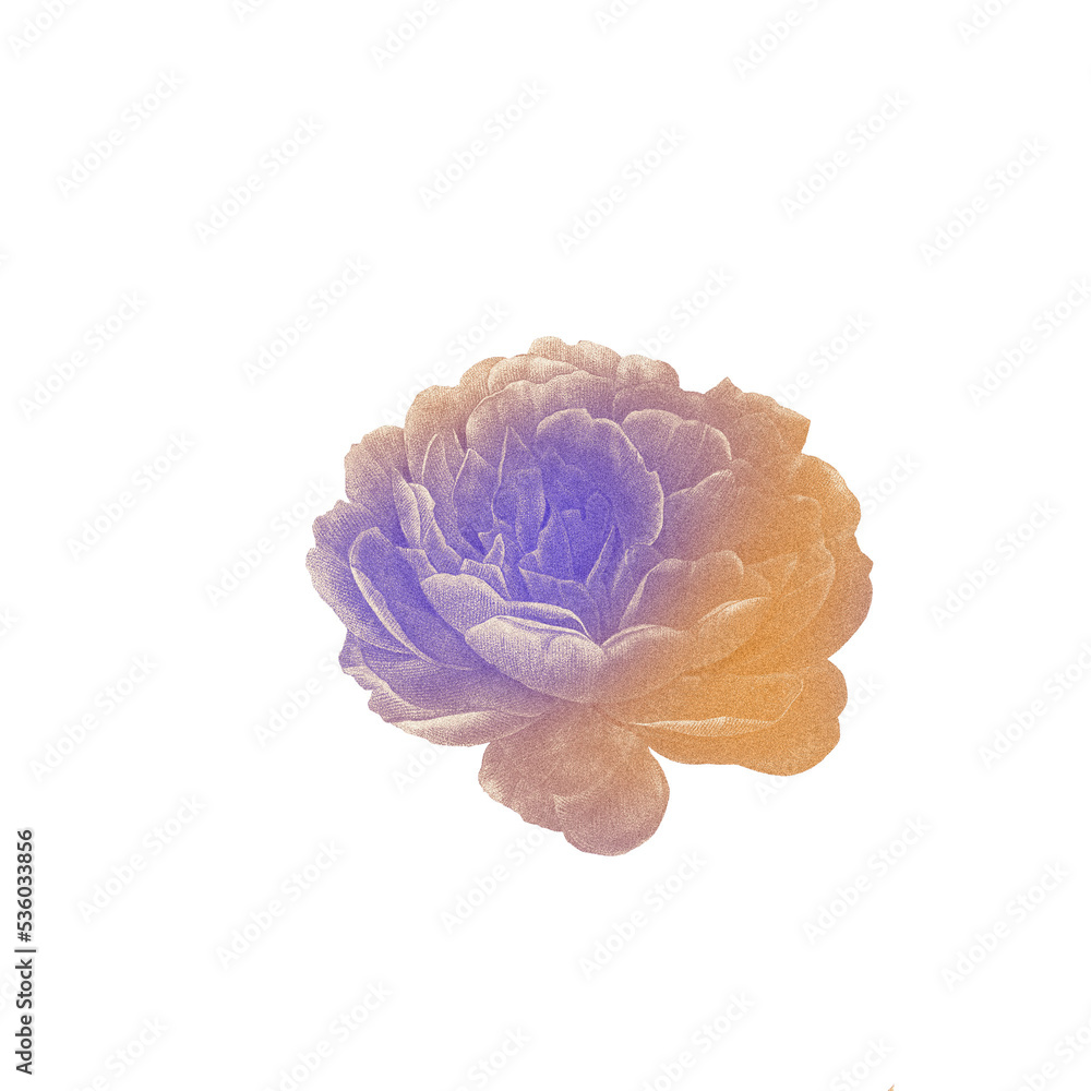 Obraz premium Botanical illustration in vintage style