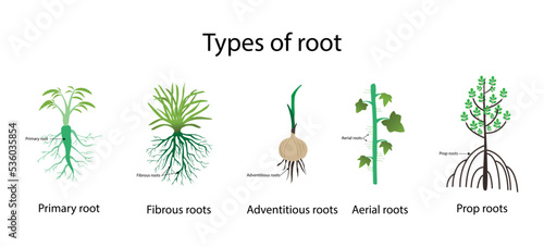 illustration of biology and plant kingdom, types of roots in plant, Roots are the important underground part of all vascular plants, absorbing essential mineral elements, nutrients and water from soil