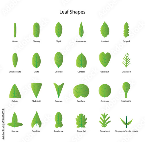  illustration of biology and plant kingdom, Leaf bases, Morphology of Leaf, Leaves can have many different shapes, sizes and textures, leaves is any of the principal appendages of a vascular plant ste