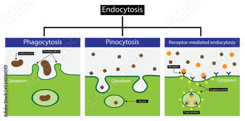 illustration of biology,Endocytosis is a cellular process in which substances are brought into the cell, Endocytosis includes pinocytosis and phagocytosis, It is a form of active transport photo