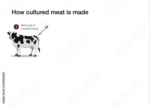 How cultured lab grown meat is made