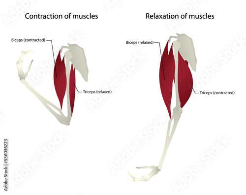 illustration of biology and Medical, Contraction of muscles and Relaxation of muscles, arm anatomy, the biceps of the upper arms flex the elbow, triceps extend the elbow