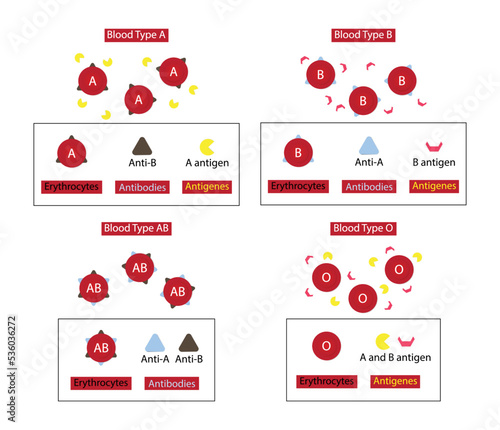 illustration of biology and chemistry,  Blood transfusion is the process of transferring blood products into a person's circulation intravenously, four major blood groups, Donate blood