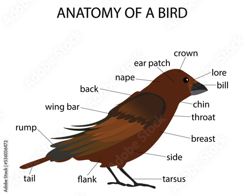 illustration of animals and biology, Anatomy of a bird,  physiological structure of birds' bodies, characterised by feathers, External anatomy of a bird