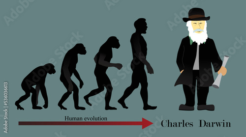 illustration of biology, Human evolution is the evolutionary process within the history of primates that led to the emergence of Homo sapiens, Charles Darwin's Theory