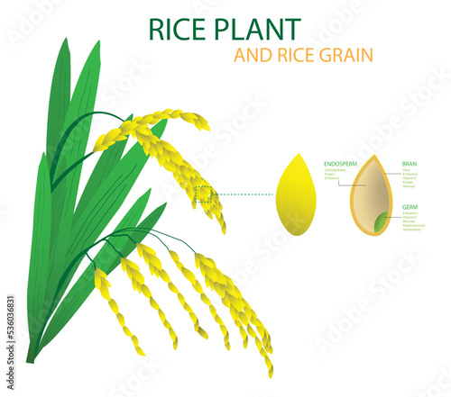 illustration of biology, Rice plant and rice grain, Rice, a monocot, is normally grown as an annual plant, Rice growing in ﬁelds and paddies has three edible parts, the bran, germ and endosperm 