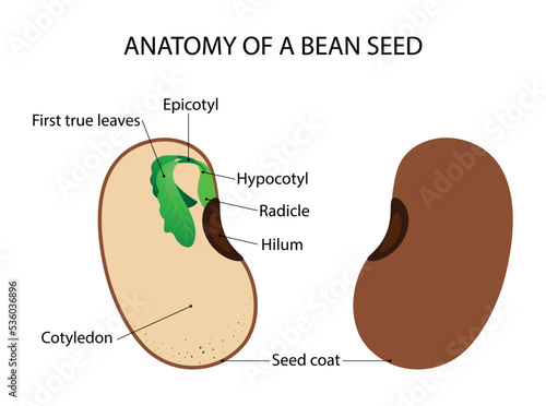 illustration of biology and plant kingdom, Seed in plants is the result of fertilization which has several structures constituting it, Structure of bean seed, bean is the seed of one of several genera photo