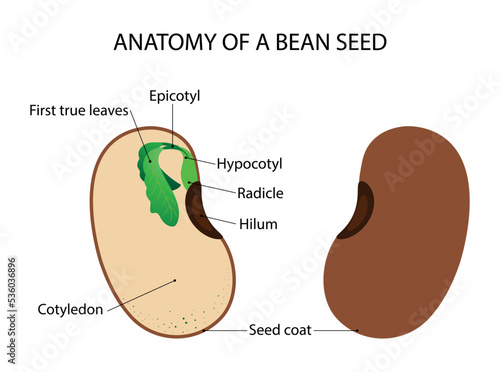 illustration of biology and plant kingdom, Seed in plants is the result of fertilization which has several structures constituting it, Structure of bean seed, bean is the seed of one of several genera