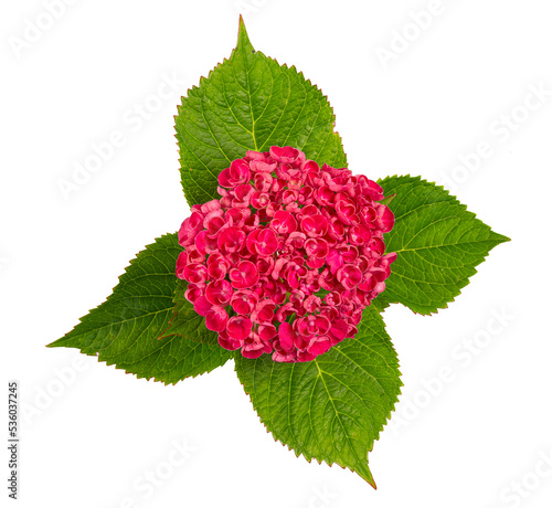Cut flowers of hydrangea isolated on white background.