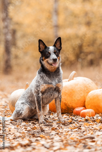 Dog with pumpkins. Halloween holidays. Australian Cattle Dog Dog with pumpkin. Harvest. Thanksgiving day. Blue Heeler dog 
