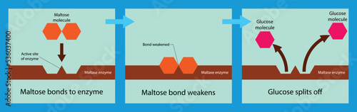 illustration of biology and chemistry, Maltose bonds to enzyme, Maltose is converted to two molecules of glucose, Sugar Transport in Bacteria, Maltose Transport