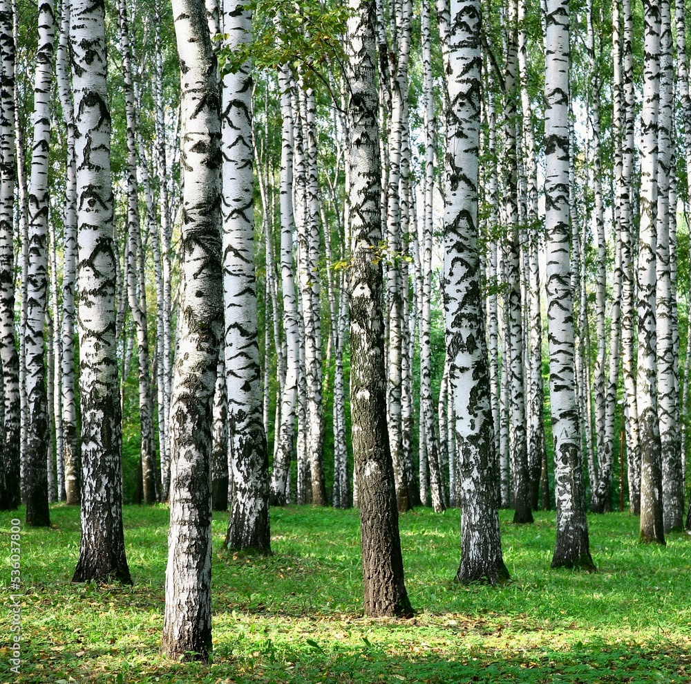 Naklejka premium Birch trees in the summer forest in the sunshine