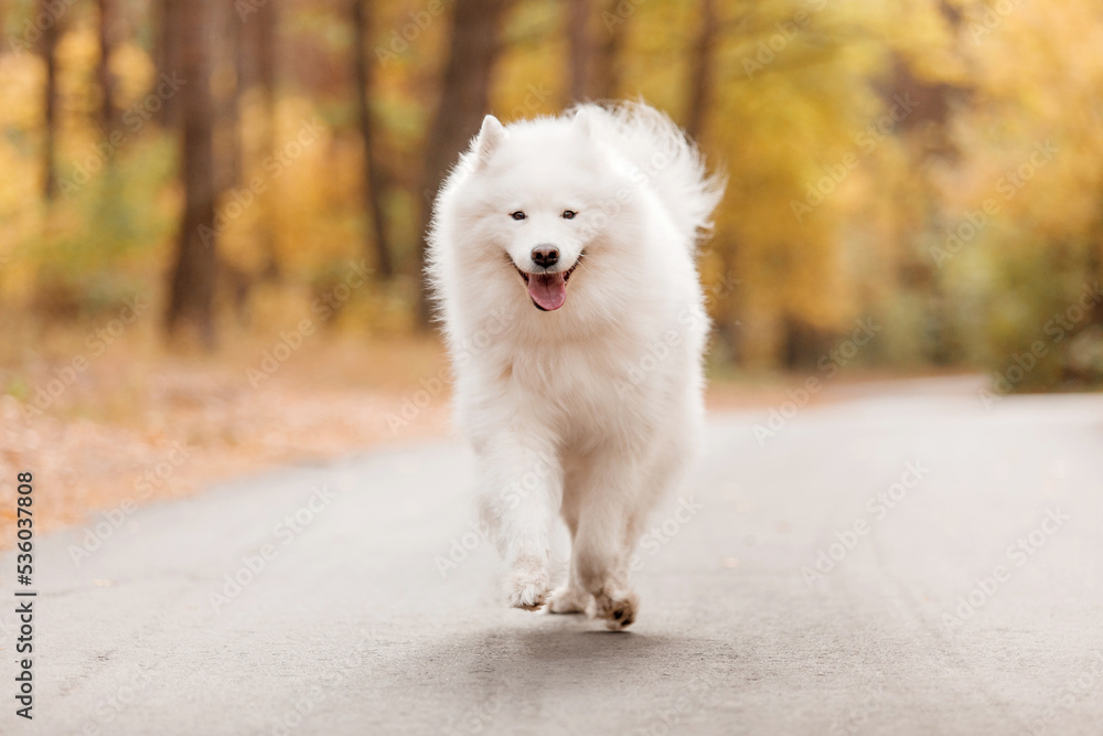 Happy dog running in autumn. Samoyed dog. Fall season. White dog in autumn