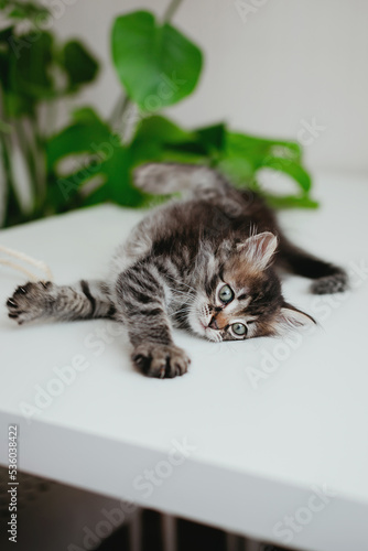 Portrait of a small gray kitten on a white background.