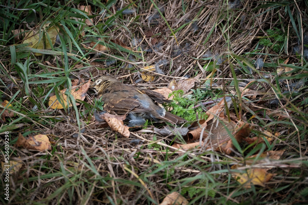 Dead bird in the autumn grass. Victim of a cat. Close-up. Selective focus.