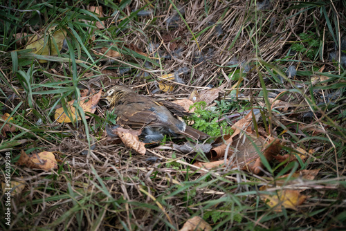 Dead bird in the autumn grass. Victim of a cat. Close-up. Selective focus.