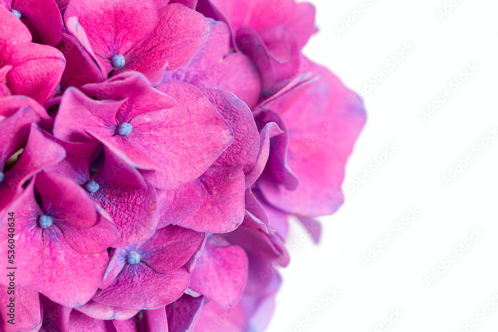 Cut flowers of hydrangea isolated on white background.