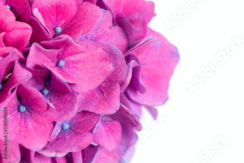 Cut flowers of hydrangea isolated on white background.