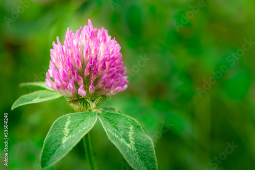 Purple clover or trefoil flower close-up on a green background