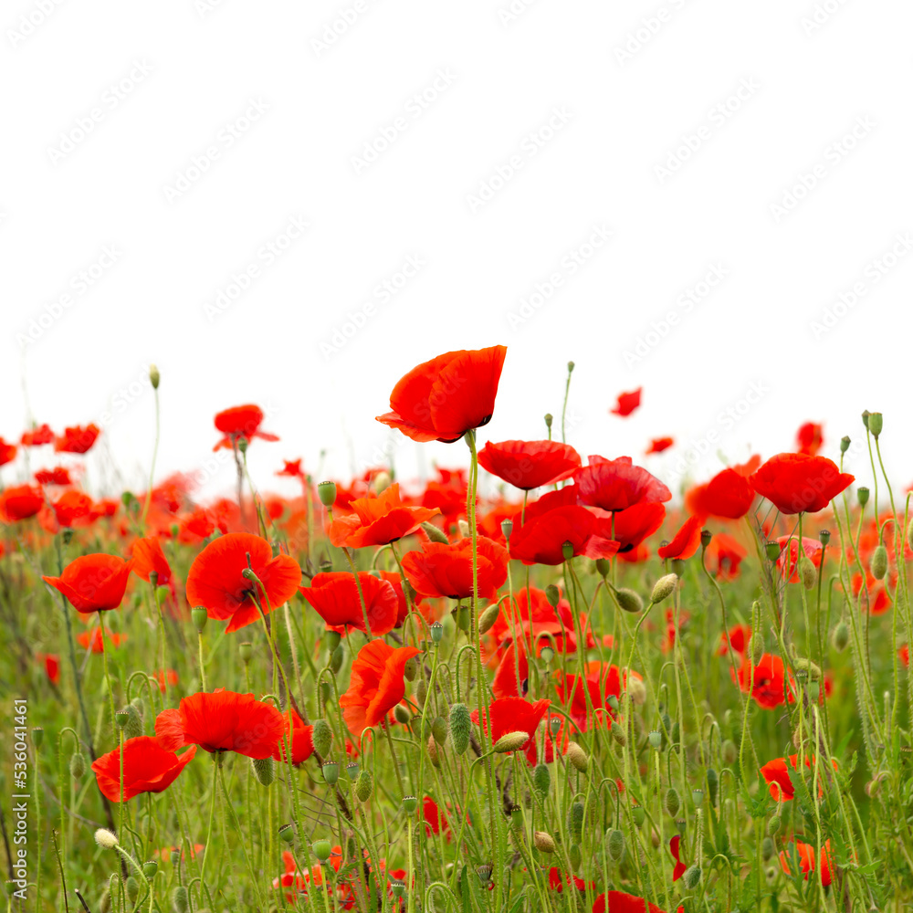Obraz premium Field with red poppies on a white background