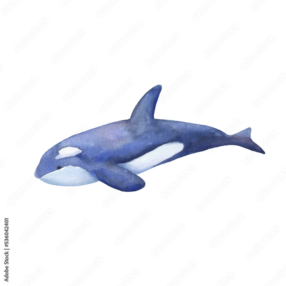 Blue killer whale watercolor illustration isolated on white. Sea animal. Blue killer whale watercolor illustration isolated on white. Sea animal.