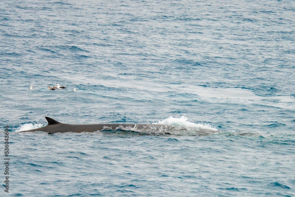 Fototapeta premium Finnwal, (Balaenoptera physalus) vor den Gewässern der antarktischen Halbinsel