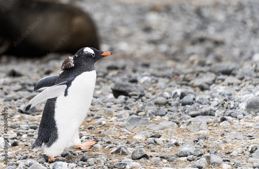 Naklejka premium Eselspinguin (Pygoscelis papua) auf Half Moon Island auf den Süd-Shettland-Inseln vor der Antarktis 