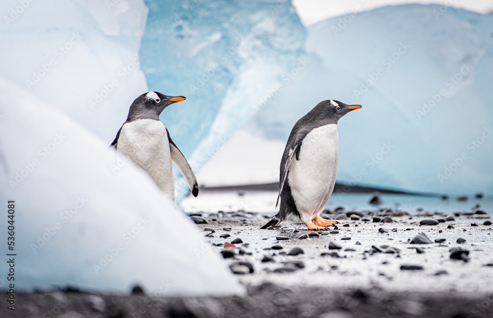Fototapeta premium Eselspinguin (Pygoscelis papua) auf Half Moon Island auf den Süd-Shettland-Inseln vor der Antarktis 