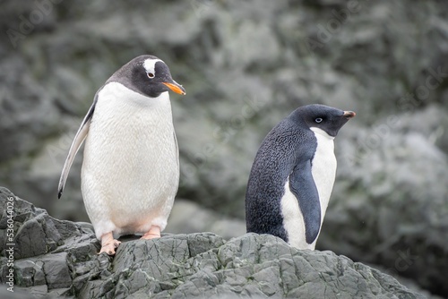 Eselspinguin  Pygoscelis papua  auf Half Moon Island auf den S  d-Shettland-Inseln vor der Antarktis 