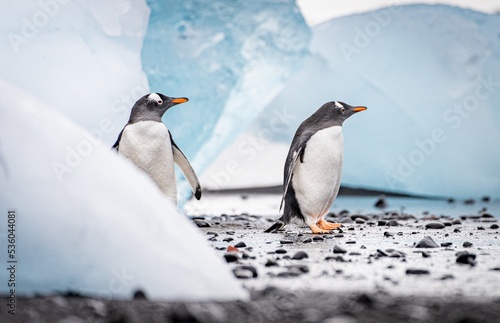 Eselspinguin (Pygoscelis papua) auf Half Moon Island auf den Süd-Shettland-Inseln vor der Antarktis	 photo