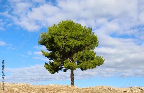 一本の松の木と青空
