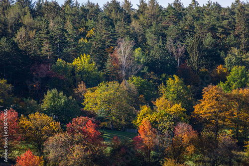 autumn colored  trees