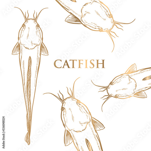vector painted catfish with golden strokes on white background