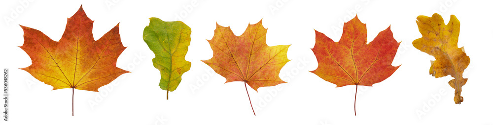 Collection of autumn leaves isolated on white background. High resolution. Collection of autumn leaves isolated on white background. High resolution.